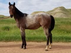 Khan Bartender JW <BR> AQHA 5957645